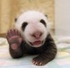 panda.jpg