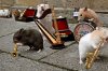 hamster-band.jpg