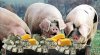 11.29.2012.pigs_.jpg