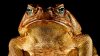 images (12).jpeg