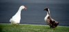 goose.jpeg