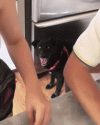 21GCae4djDWtP5soiY.gif