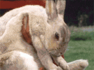 b4WlNF7ZT9yI8.gif