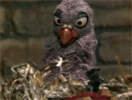 gSRkSblDEjUuk.gif