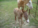 Q1jTdEnntNZss.gif