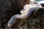 1623070195_white-snake-update-final.jpg