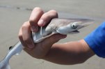 39a0f0c190a2391a08f7aa995ddec889--baby-shark-shark-week.jpg