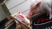 111lHxaiJynQg8.gif