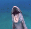 kMdlyJ74u9khW.gif