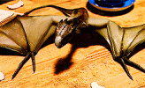 n1JVh5WLl9LBC.gif