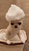 cYZkY9HeKgofpQnOUl.gif