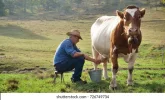 farmer-breeds-cows-his-cow-260nw-726749734.jpg.webp