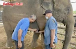 Pattaya-News-3-Nong-Nooch-Pattaya-provides-milk-for-baby-elephant-pic-1.webp