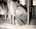 Milking-Man-Cow.webp