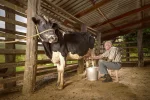 F0129593-Man_milking_a_cow_in_a_barn.webp