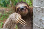 Brown-Throated-Three-Toed-Sloth-3827889509.webp
