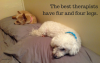 The best therapistshave fur and four legs..png