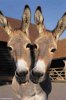 Donkey-with-Two-Heads--25848.jpg