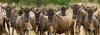 Migration-banner1_580_208_95.jpg
