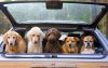 dogsincar-56a67e693df78cf7728eabf6-1.jpg