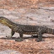 Goanna Pete