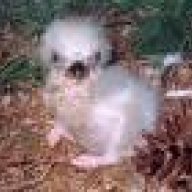 Eaglet