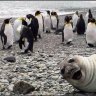 Sealbomb