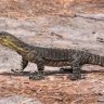 Goanna Pete