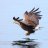 Haliaeetus