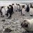 Sealbomb