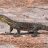 Goanna Pete