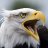 DYEagle