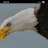 Eagles Talon