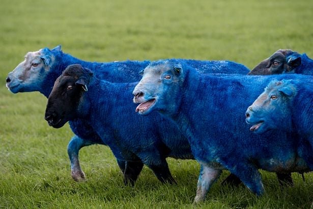 There’s A Blue Colored Flock Of Sheep! » Yodoozy®