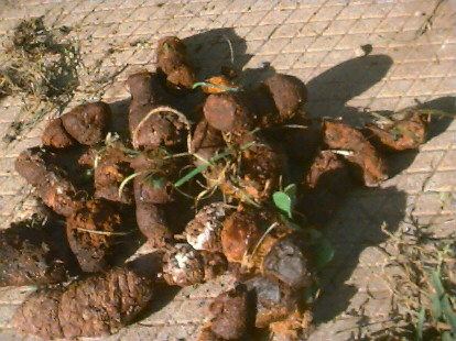 poo8.jpg