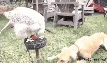 giphy.gif