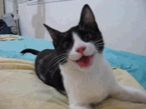Nk2bCiW.gif