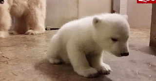 358f3db265bc2cdddd3ed551836d8224.gif