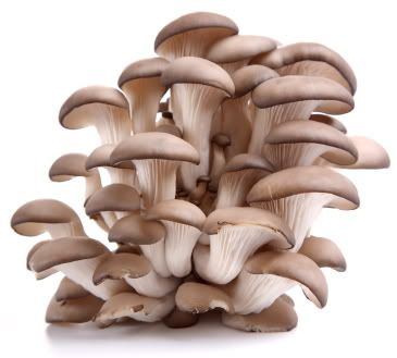 mushrooms.jpg