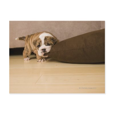 english_bulldog_puppy_biting_pillow_postcard-p239022903573487032envli_400.jpg