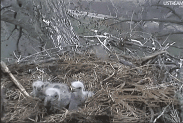 giphy-2-1.gif