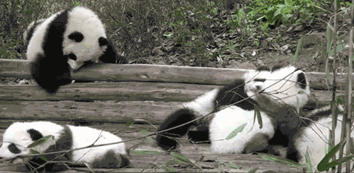 CbzLR.gif