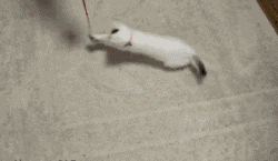k1Fyd.gif