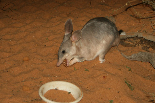 Z-stephentrepreneur-bilby.jpg