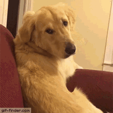 dog-doggo.gif