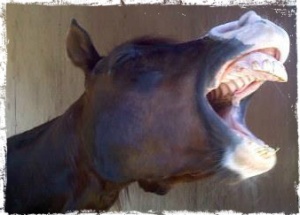 horse-laugh.jpg