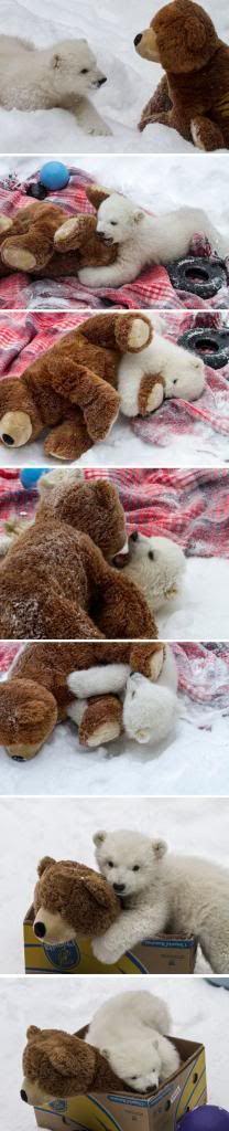 funny-cute-bear-teddy-snow.jpg